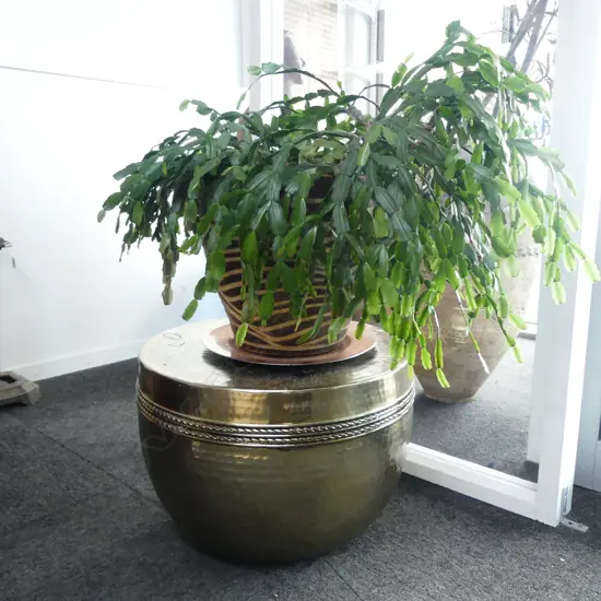CACTUS PLANT IN POT ON ON GOLD METAL TABLE H.800mm total