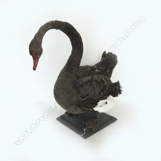 MOUNTED TAXIDERMY BLACK SWAN H.700mm...