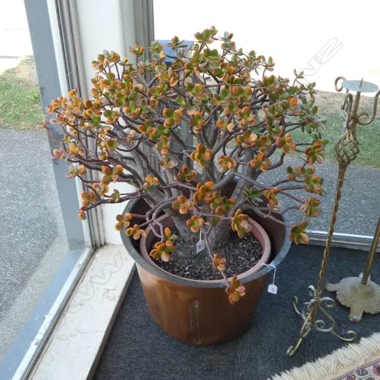 LG MONEY TREE H.900mm, 900mm dia