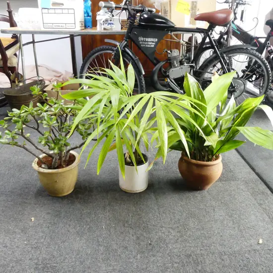 3 PLANTS; JADE MONEY TREE, PALM, ASPIDISTRA H.600mm