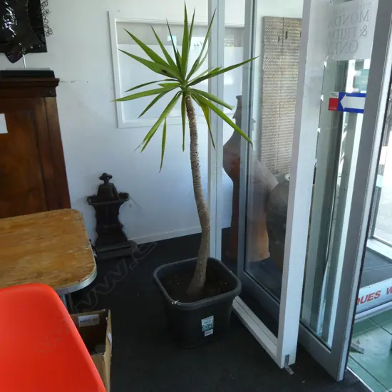 YUCCA PLANT H.1650mm