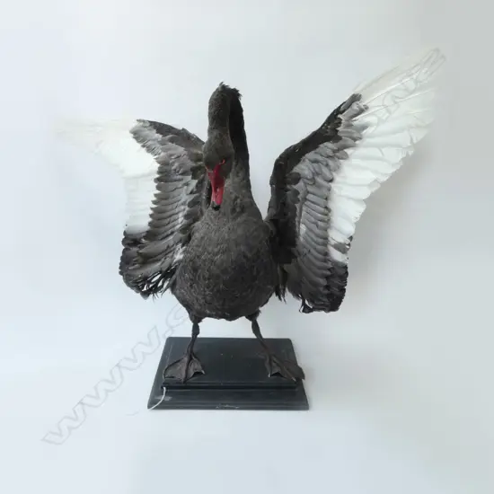 MOUNTED TAXIDERMY BLACK SWAN H.770mm...