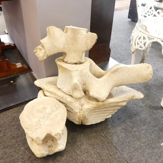 4 LG MAMMAL BONES W.600mm
