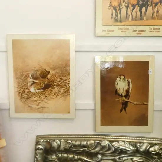 2 RAYMOND CHING LTD. ED MOUNTED PRINTS; FALCON & BRONZE WINGED PIGEON 620x495mm