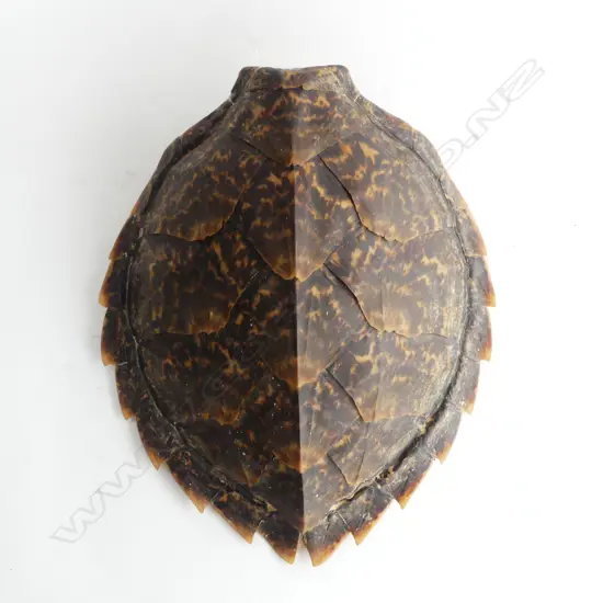 TURTLE SHELL L.380mm