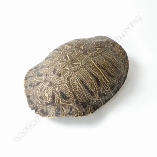 SMALL TURTLE SHELL, L.220MM 