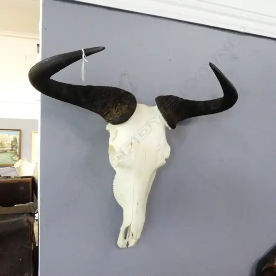 BLUE WILDER BEAST SKULL H.550mm