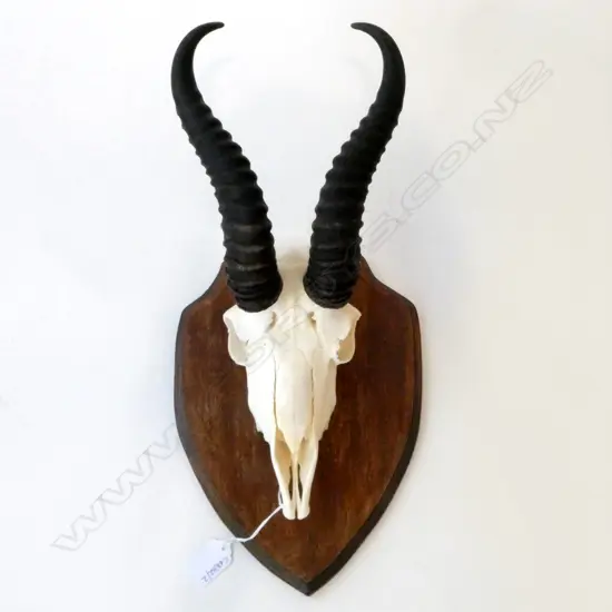 HORNED SPRINGBOK SKULL H.400mm