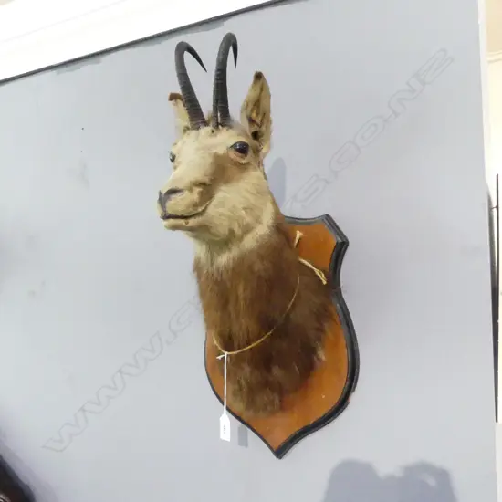 TAXIDERMY CHAMOIS HEAD H.600mm