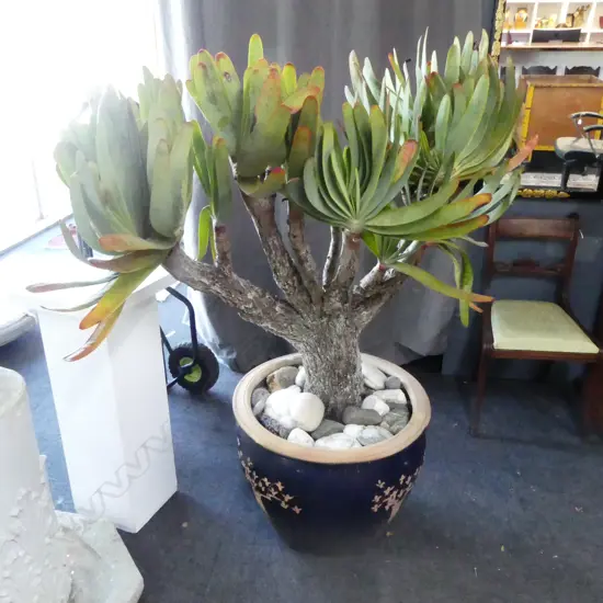 LG PLANT IN ORIENTAL PLANTER (PLANTER H.480mm)