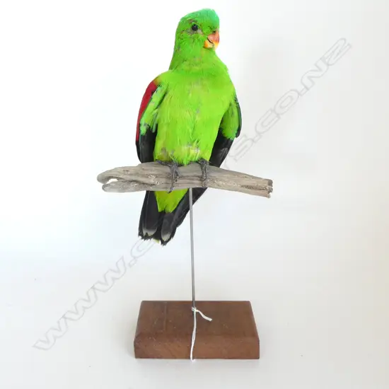 TAXIDERMY CRIMSON WINGED PARROT H.360mm