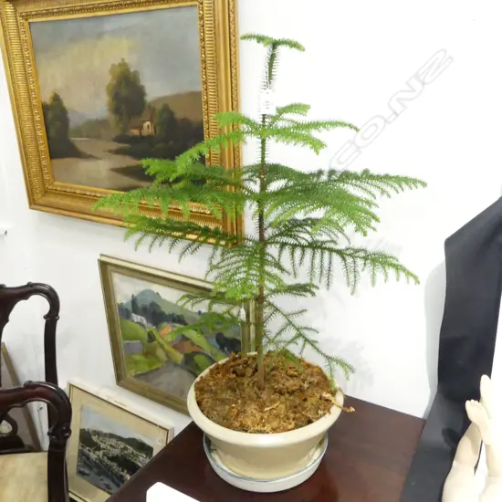 POTTED CONIFER H.800mm