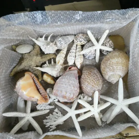 COLLECTION ASST. SHELLS & STARFISH