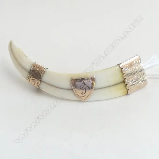 GOLD TUSK BROOCH W.65mm