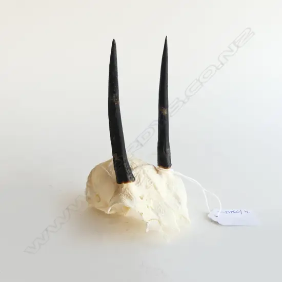 STEENBOK SKULL H.135mm