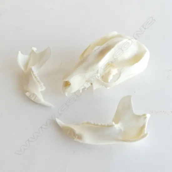 POSSUM SKULL L.80mm