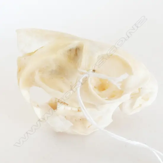 SPRING HARE SKULL L.90mm lower jaw not attached