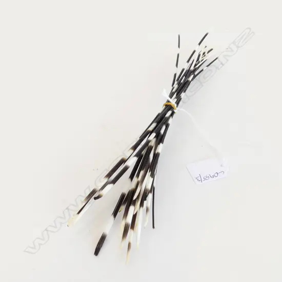 PORCUPINE QUILLS L.350mm