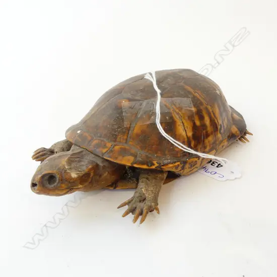 TAXIDERMY TURTLE L.190mm