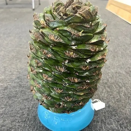 LARGE BUNYA PINE CONE ( Araucaria bidwillii)  in blue glass stand. Beginning to open H.280mm