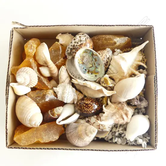 KAURI GUM, SHELL NECKLACES & SHELLS