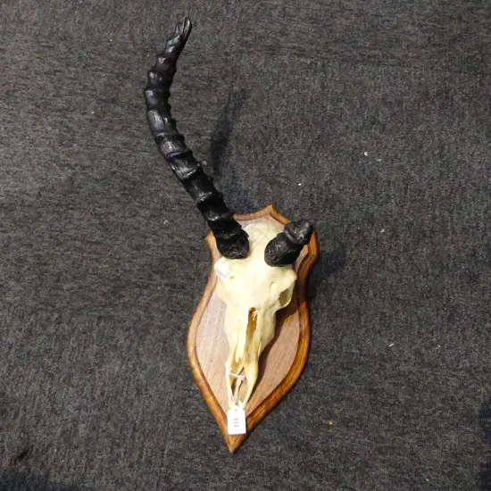 WALL MOUNTED HORNED ANIMAL SKULL, FAULTS H.580mm