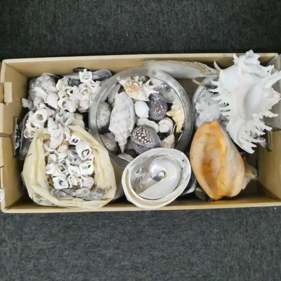 LARGE COLLECTION OF SEA SHELLS various sizes