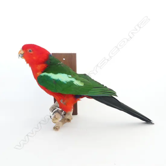 KING PARROT L.380mm