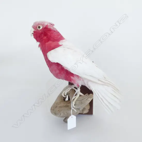 WHITE WINGED GALLAH H.280mm