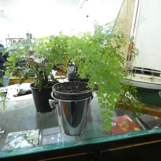 3 PLANTS; 2 MAIDENHAIR FERNS + ANOTHER