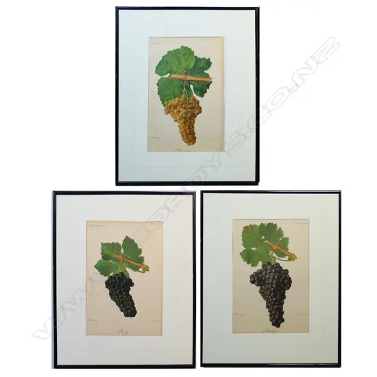Three Ampelographic (grape identification) framed prints,