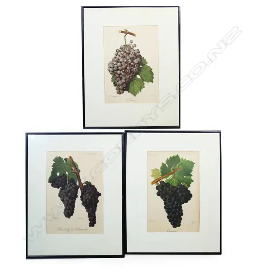 Three Ampelographic (grape identification) prints,