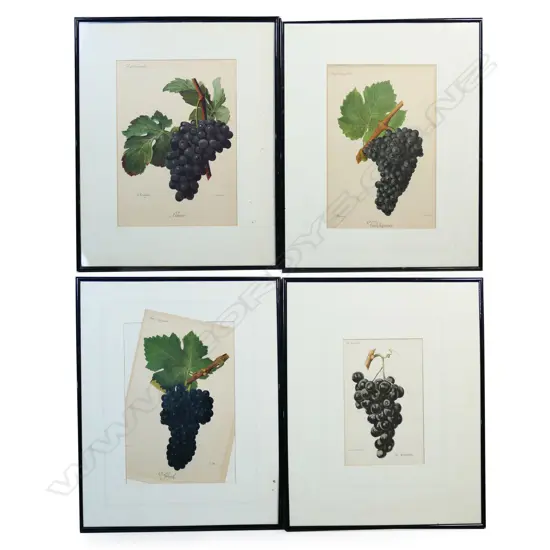 Four Ampelographic (grape identification) prints,
