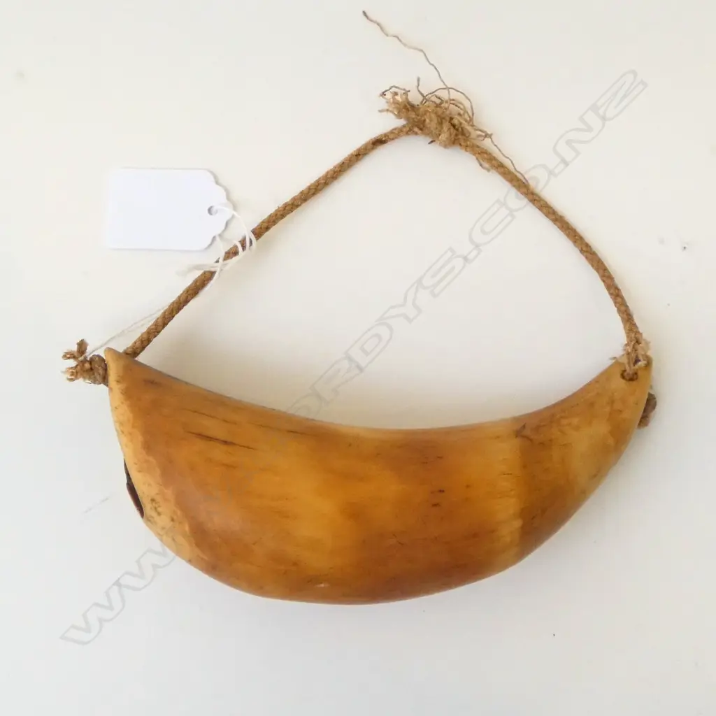 FIJIAN TABUA L.150mm Image 1++