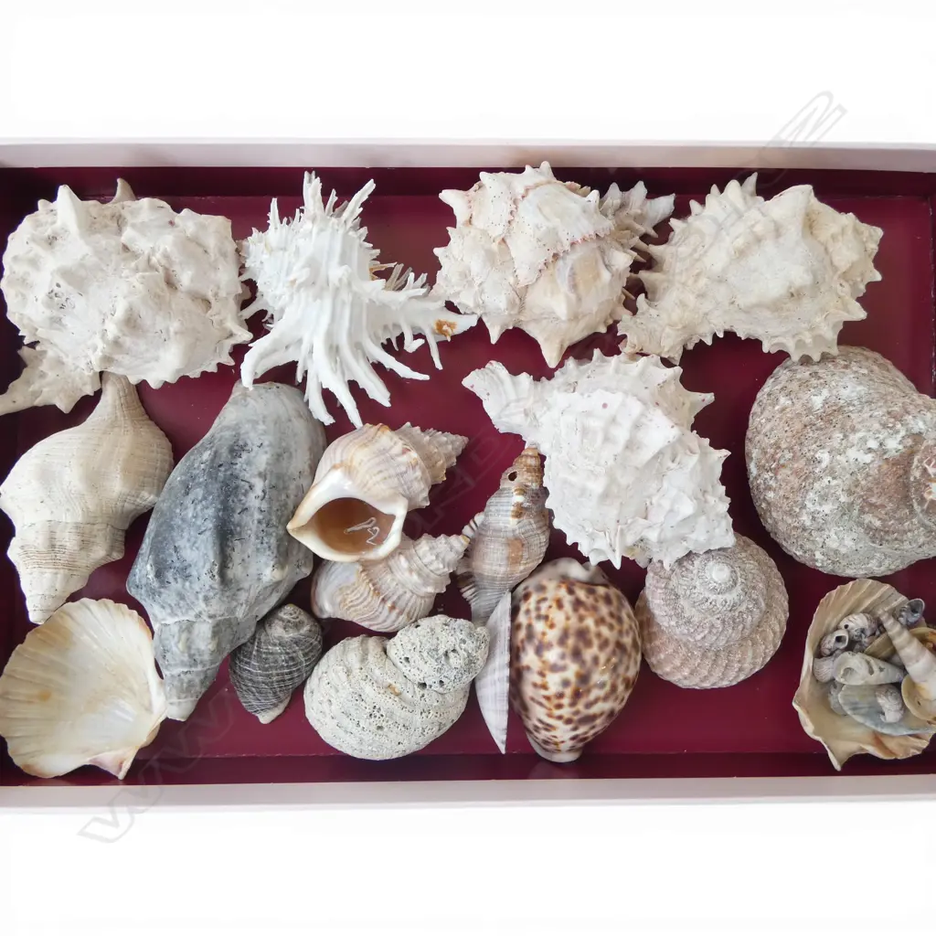 COLLECTION OF ASST. SHELLS Image 1++