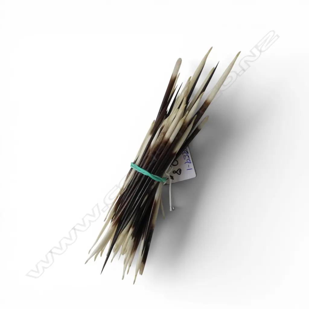 BUNDLE OF PORCUPINE QUILS  Image 1++