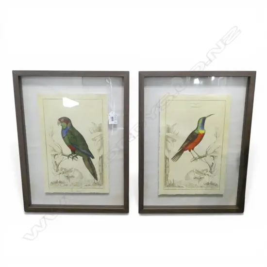 2 FRAMED BIRD STUDY PRINTS 290x195mm