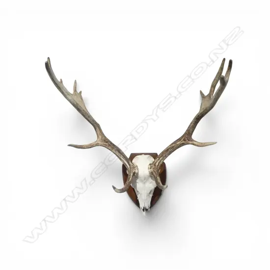 SHIELD MOUNTED FOLLOW DEER SKULL H.650mm approx.