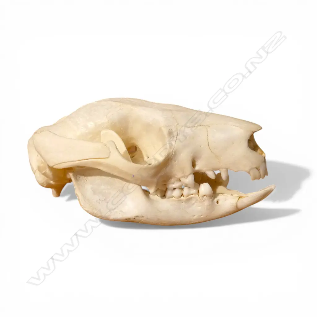 POSSUM SKULL L.90mm Image 1++
