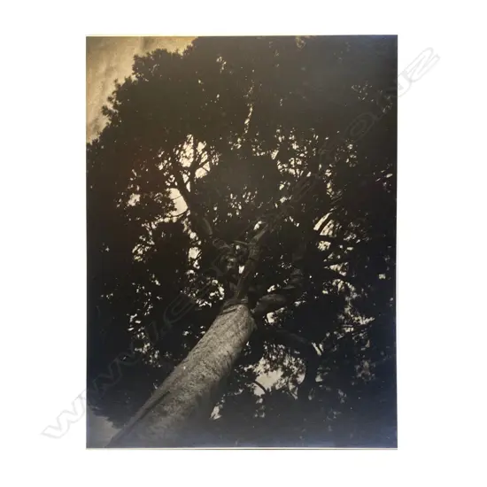 Max Oettli (1947-) 'Night out kauri', NZ 1972, photographic print, 303 x 217mm