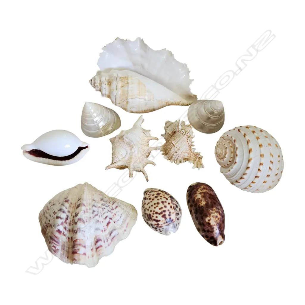 SEASHELLS Image 1++