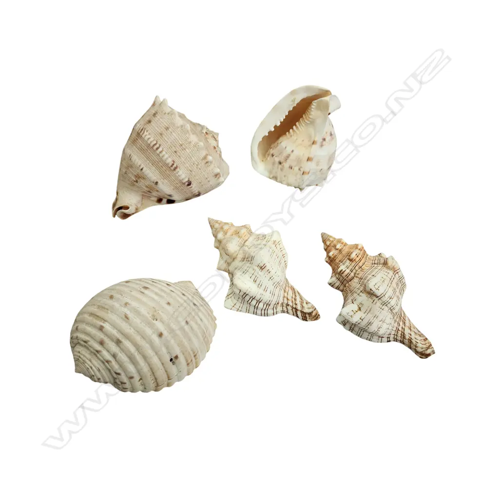 ASST. SEASHELLS Image 1++