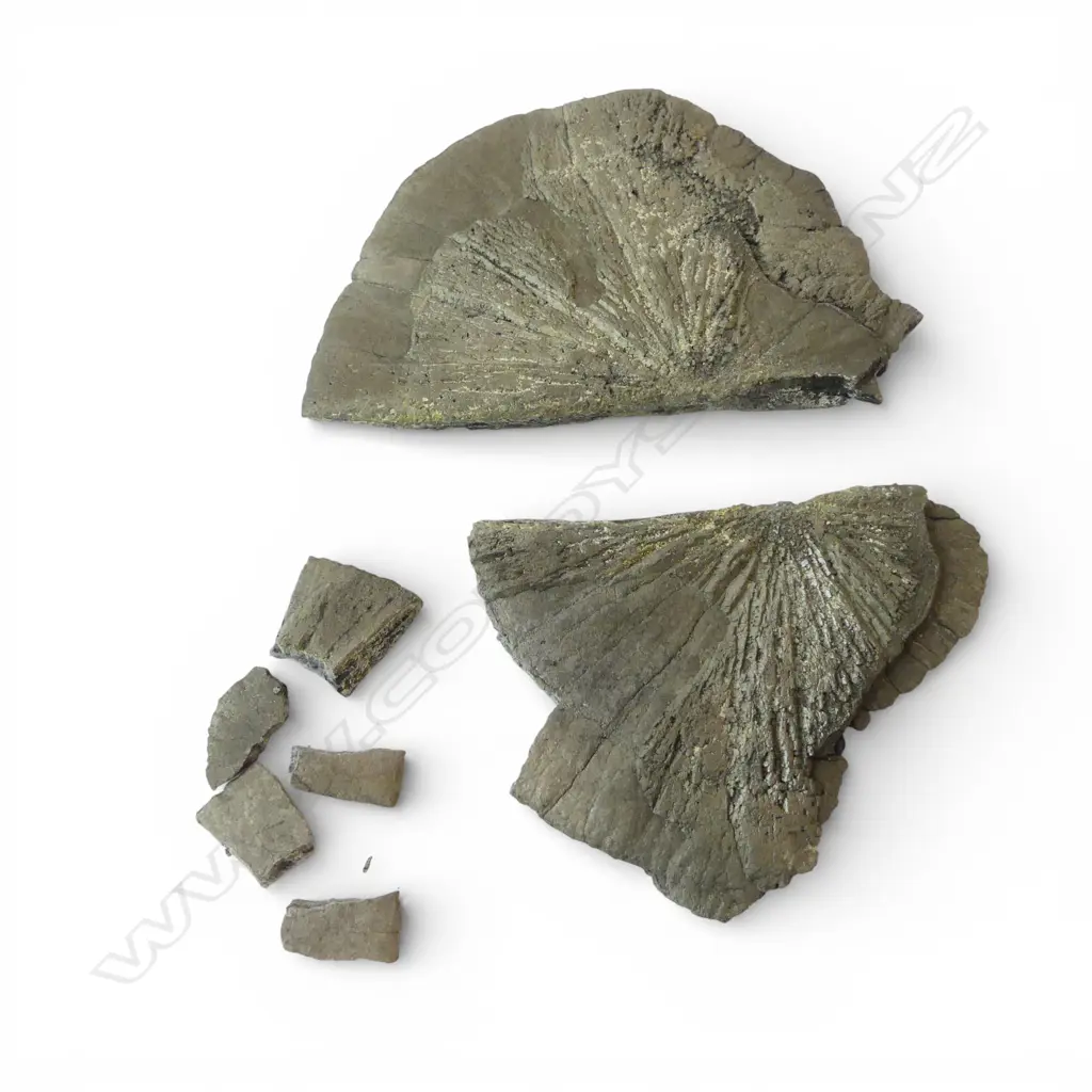 COLLECTION STRINGRAY BARBS & PYRITE SUN PCS Image 1++