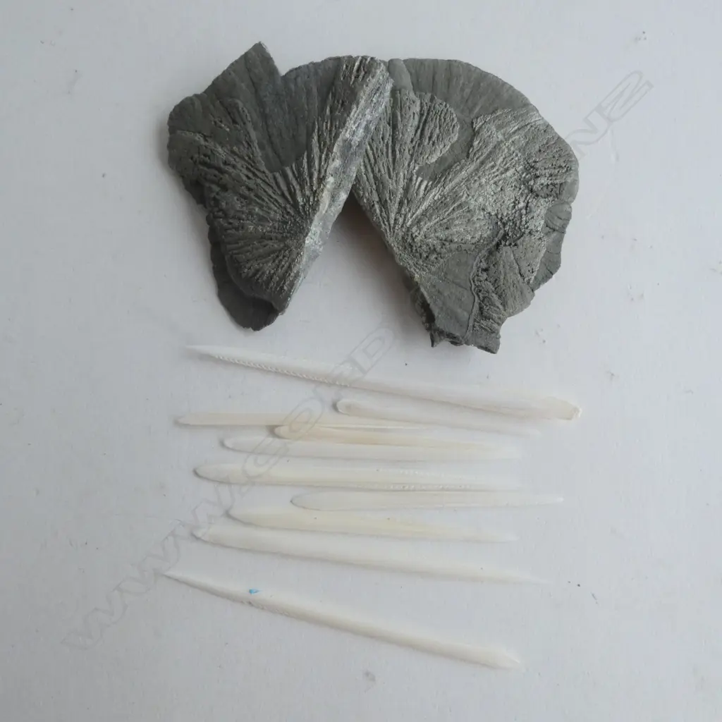 COLLECTION STRINGRAY BARBS & PYRITE SUN PCS Image 1++