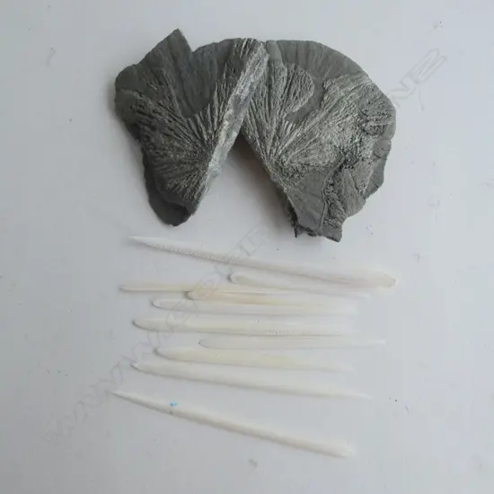 COLLECTION STRINGRAY BARBS & PYRITE SUN PCS