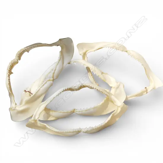 4 SHARK JAW SKELETONS
