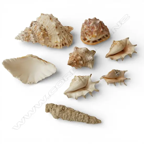 COLLECTION SHELLS INCLDS; CONCH, CLAM & LAMBIS