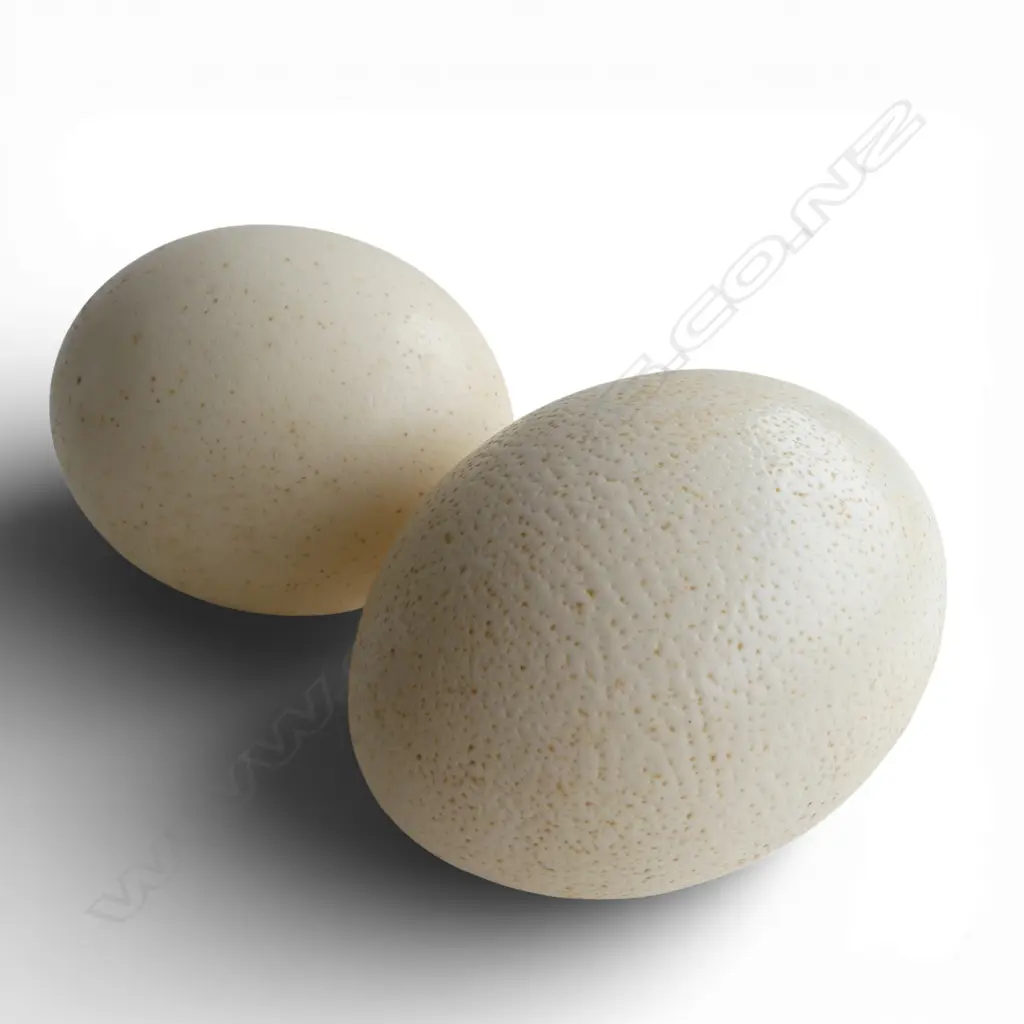 2 OSTRICH EGGS Image 1++