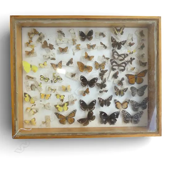 BUTTERYFLY SPECIMEN COLLECTION IN DISPLAY CASE 530x430x950mm