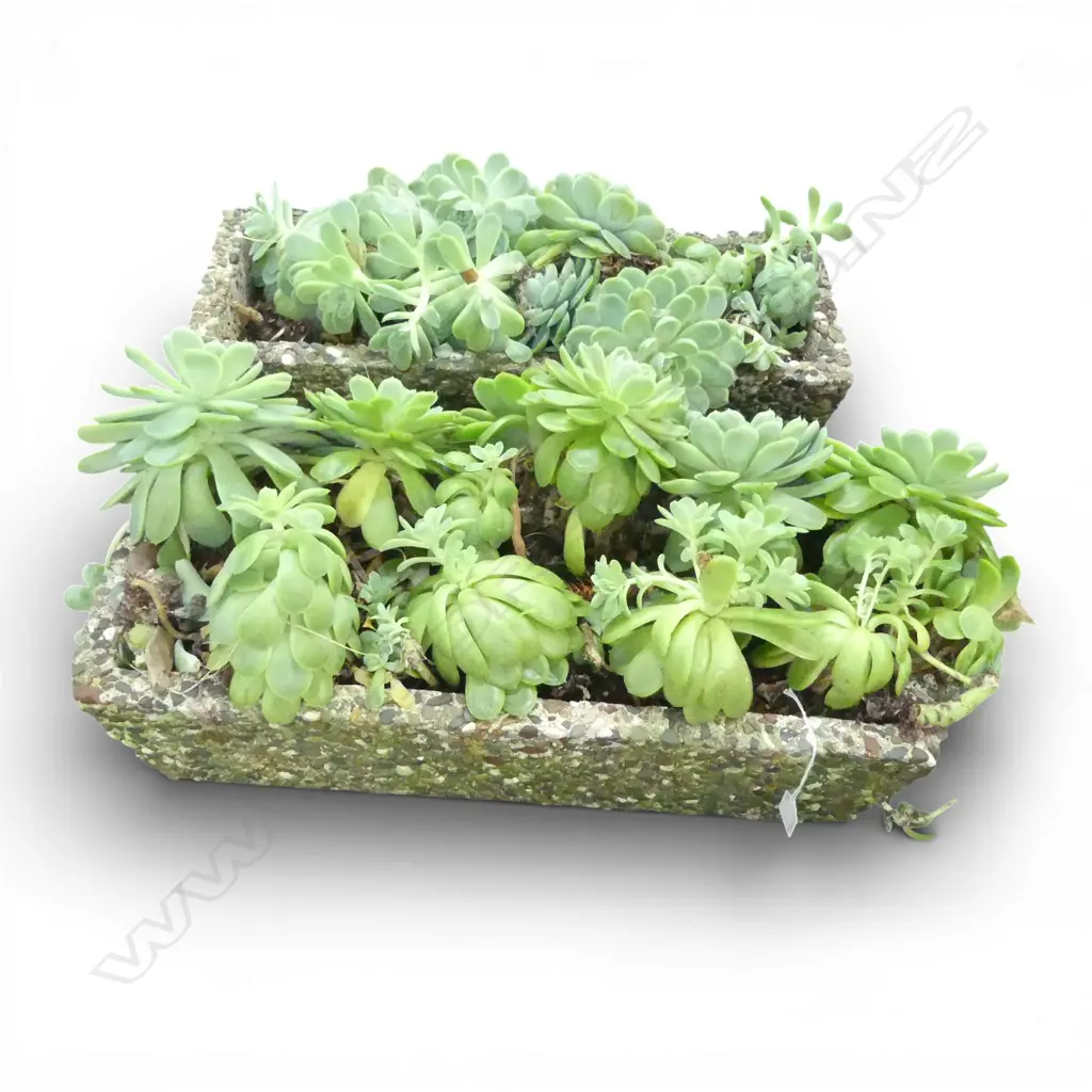 PR CONCRETE PEBBLE PLANTERS w. SUCCULENTS W.570mm Image 1++